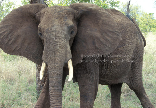 African elephant approaching