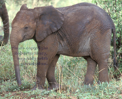 African elephant juvenile Tanzania (East Africa)