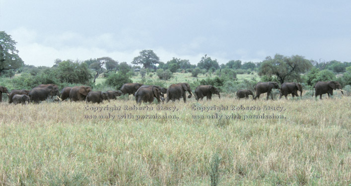 large herd of African elephants on the move