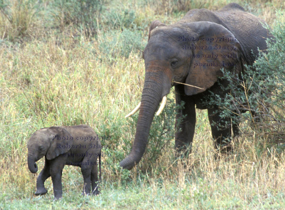 small elephant baby walking with its mother