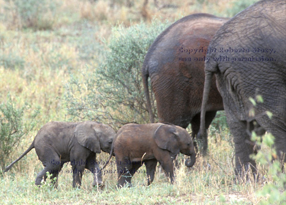 two elephant babies walking behind their mothers