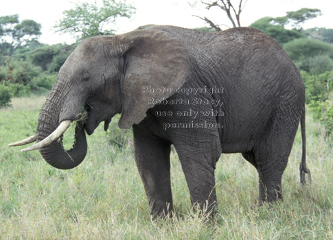 African elephant eating Tanzania (East Africa)