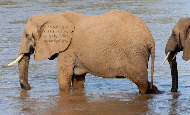 African elephants crossing river