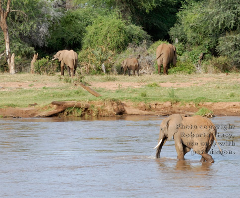 African elephants crossing river