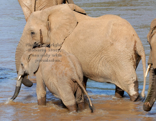 adult and young African elephants crossing river