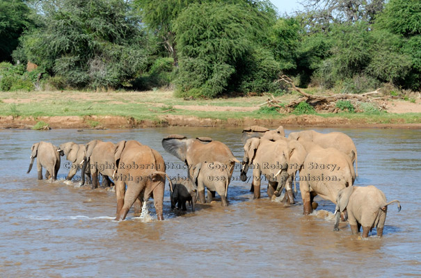 African elephant adults and babies crossing river