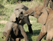 African elephant babies playing