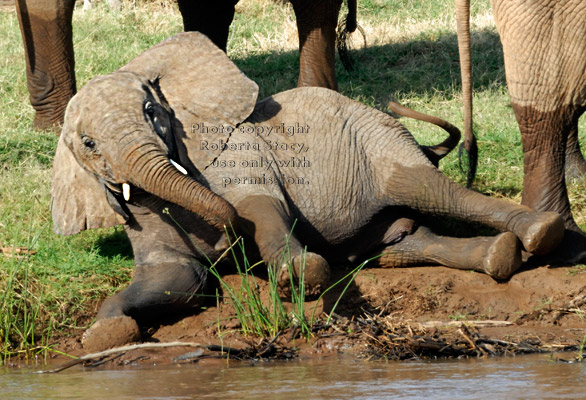 African elephant baby lying down at river's edge