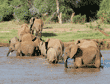 African elephants crossing river