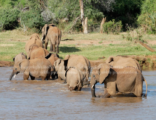 African elephants crossing river