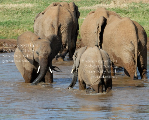 young African elephants face-to-face in river