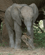 baby African elephant picking up piece of bark