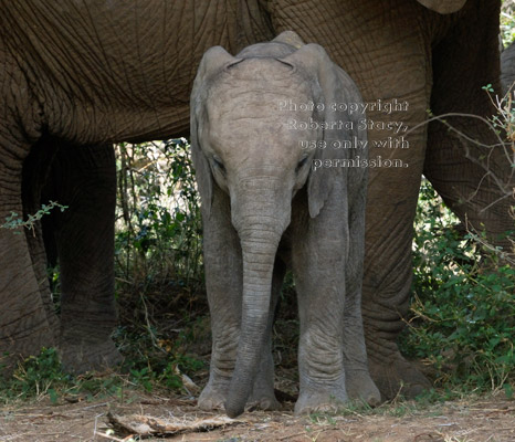 African elephant baby