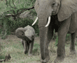 African elephant walking with her baby