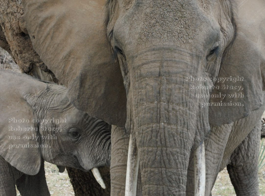 African elephant baby nursing