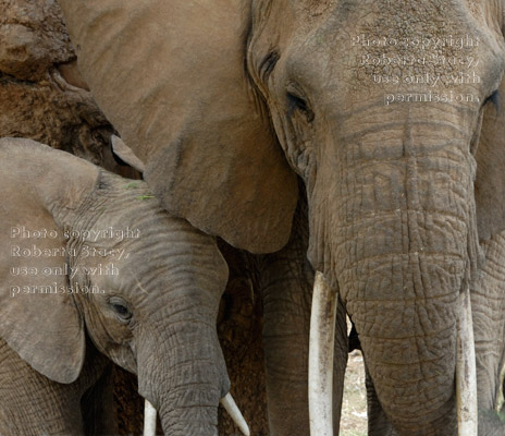 African elephant baby and its mother