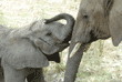 African elephant baby rubbing its trunk against its mother's