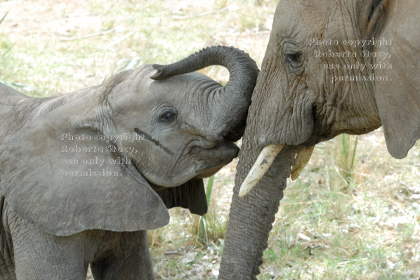 African elephant baby rubbing its trunk against its mother's