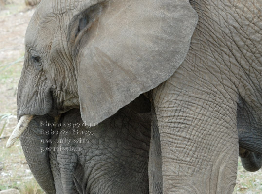 African elephant caressing her baby