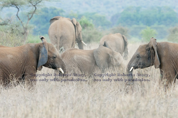 African elephants in field