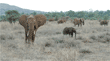 spread-out group of African elephants in field