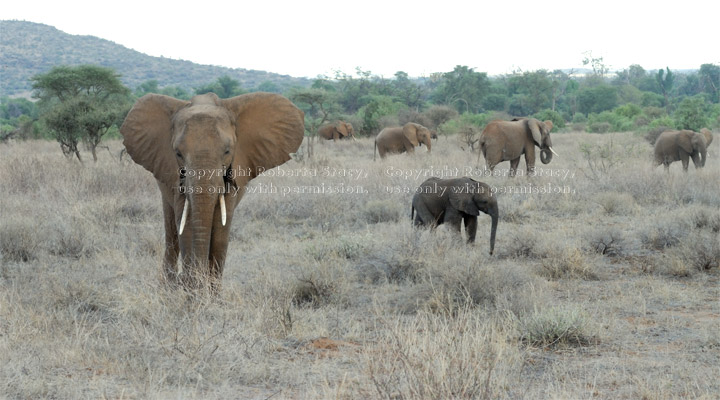 spread-out group of African elephants in field