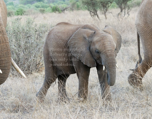 young African elephant walking in field