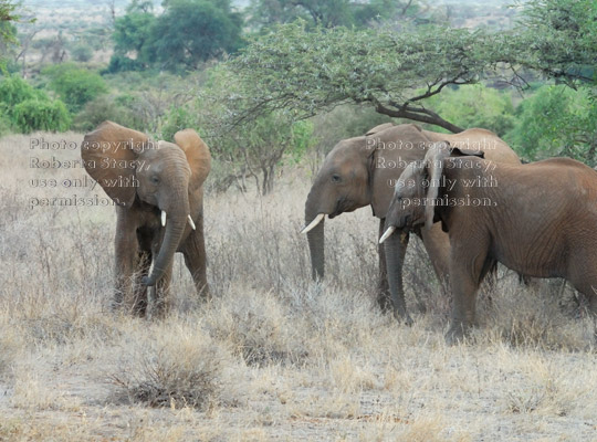 two juvenile African elephants approaching a third