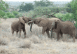 two juvenile African elephants greeting each other