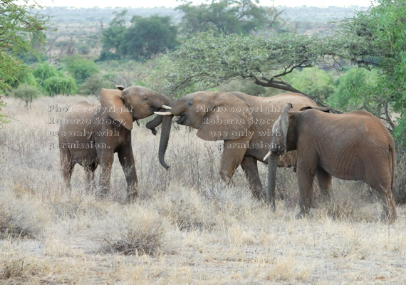 two juvenile African elephants greeting each other