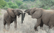 African elephant juveniles greeting each other