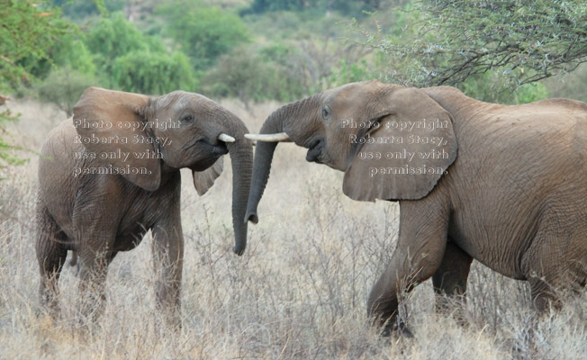 African elephant juveniles greeting each other