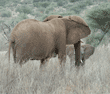 African elephant mother facing her baby