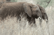 profile view of two African elephant walking side-by-side