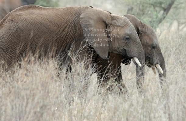 profile view of two African elephant walking side-by-side