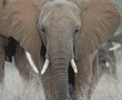 African elephant head-on close-up