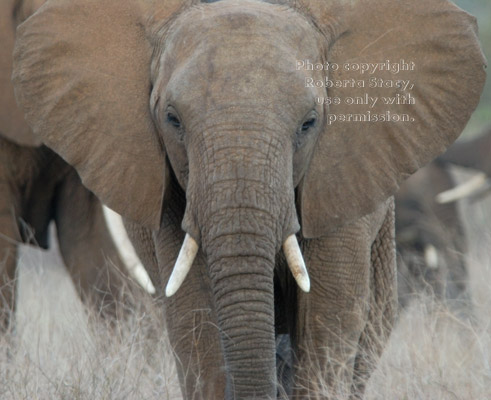 African elephant head-on close-up