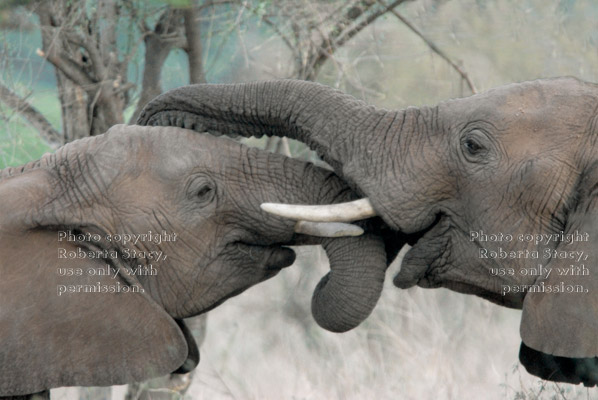 profile close-up of African-elephant greeting