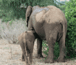 African elephant baby nursing