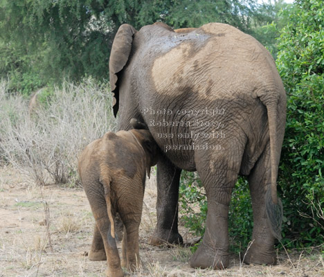 African elephant baby nursing