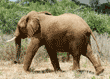 African elephant juvenile walking