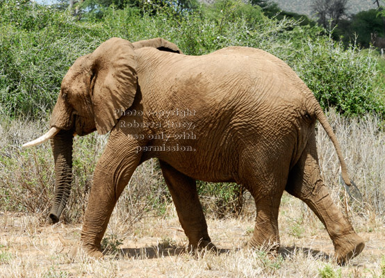 African elephant juvenile walking