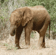 juvenile African elephant eating