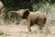 African elephant juvenile with trunk raised