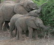 three African elephant of different sizes eating