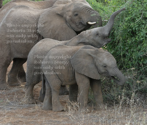 three African elephant of different sizes eating