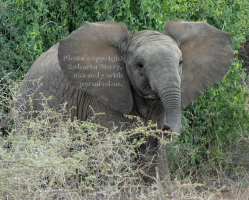 young African elephant emerging from bushes