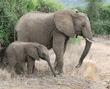 side view of African elephant and her baby