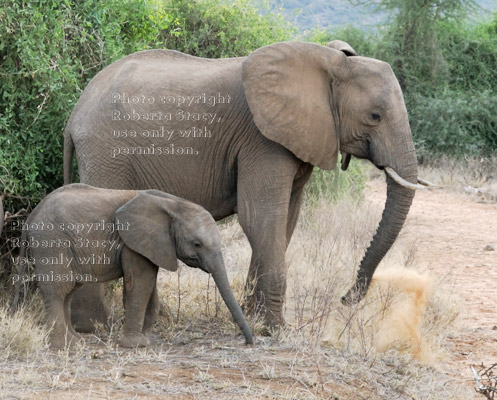 side view of African elephant and her baby