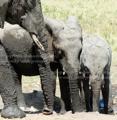 muddy African elephant and two of her youngsters